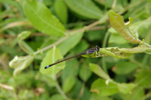Ischnura elegans - Agrion élégant - var violet - Brenne08.jpg